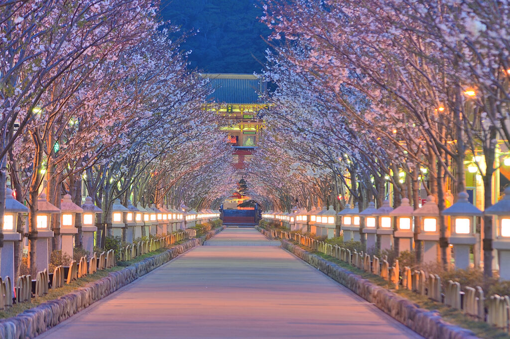 鶴岡八幡宮の桜の段葛