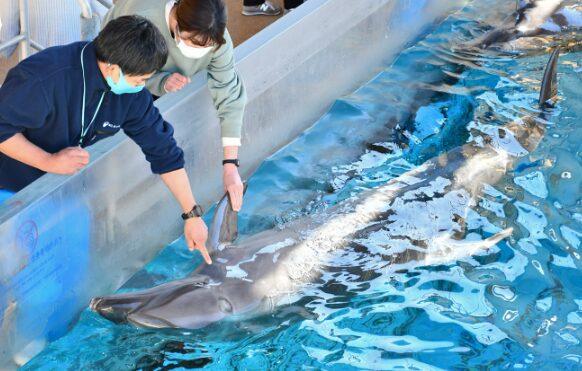 新江ノ島水族館のイルカと握手