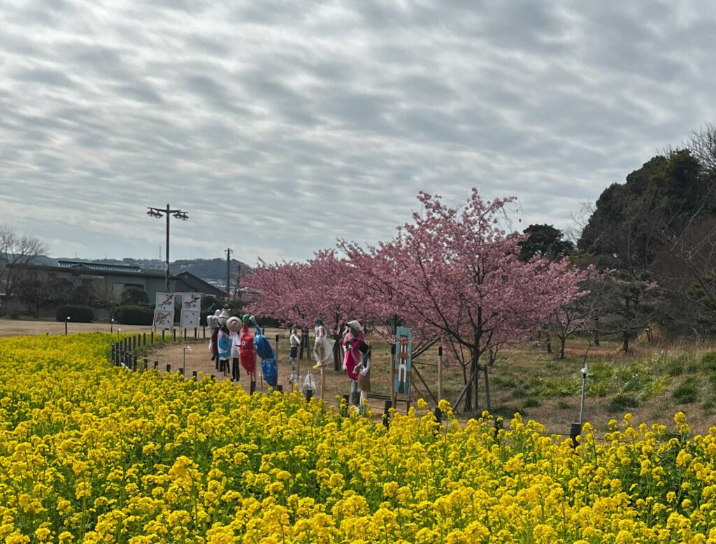 菅野崎公園　花の広場の菜の花と河津桜