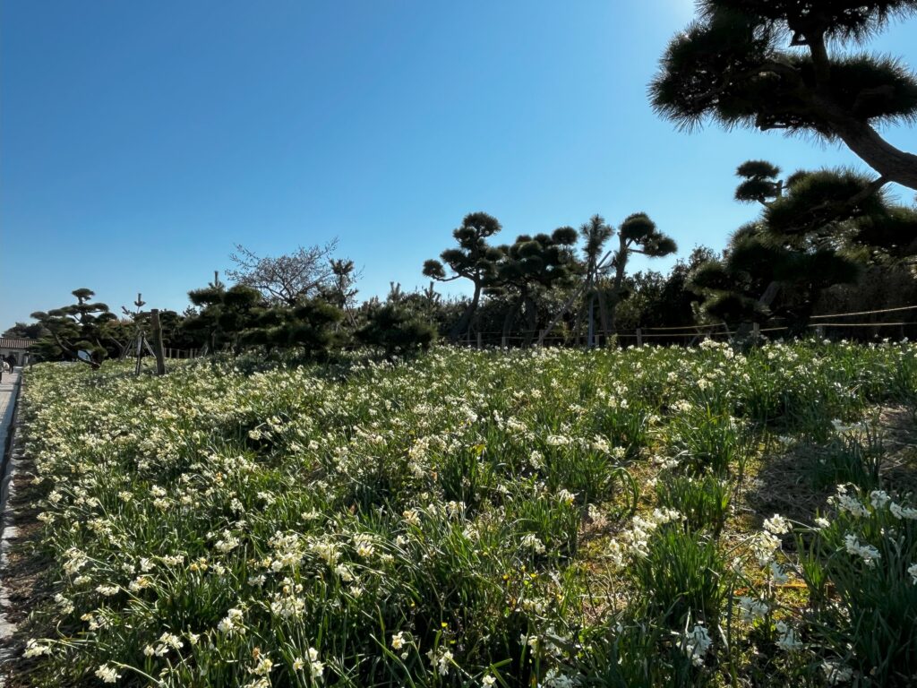 城ヶ島公園の水仙