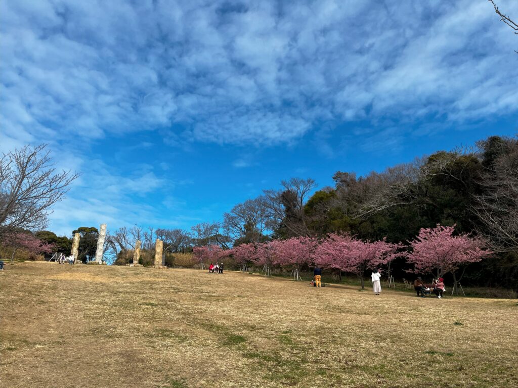 観音崎公園　花の広場の河津桜