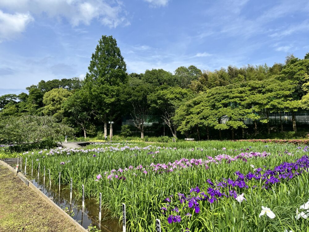 2024年6月4日の横須賀しょうぶ苑