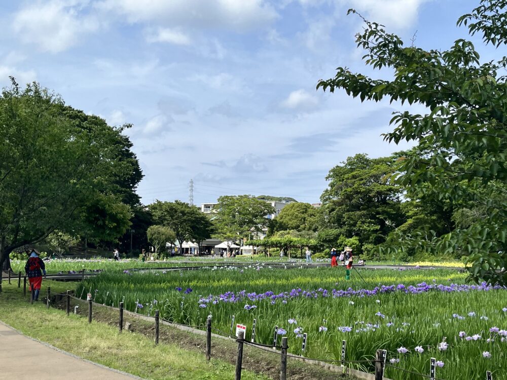 2024年6月4日の横須賀しょうぶ苑