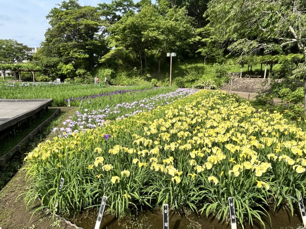 2024年6月4日の横須賀しょうぶ苑