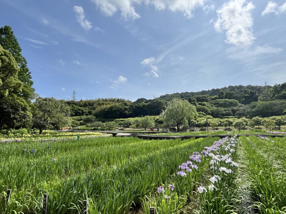 2024年6月4日の横須賀しょうぶ苑