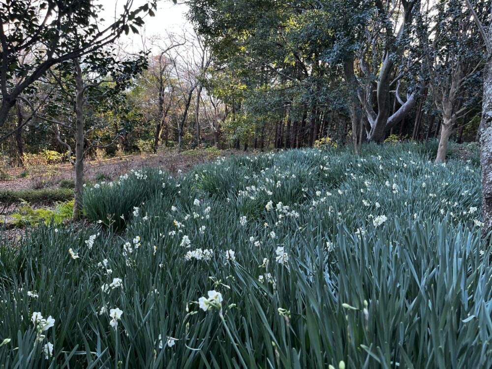 吾妻山公園の水仙