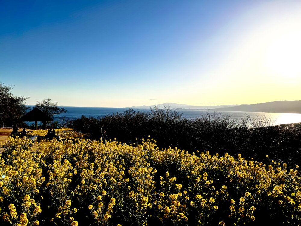 吾妻山公園の菜の花