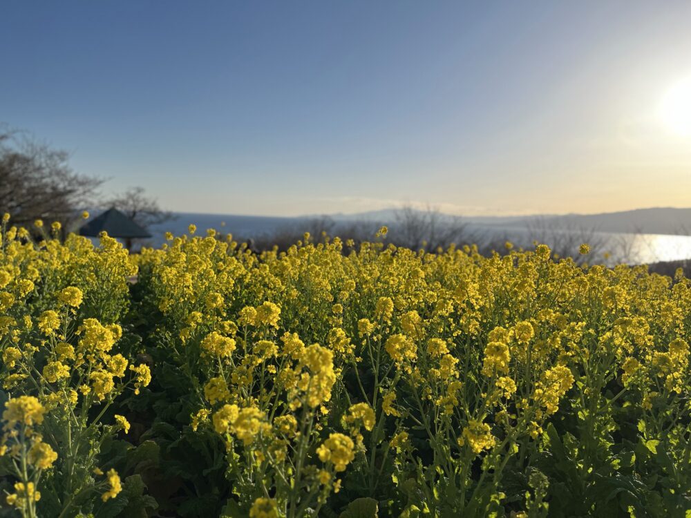 吾妻山公園の菜の花