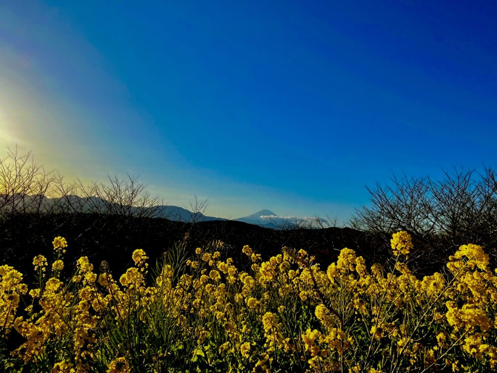 吾妻山公園の菜の花と富士山