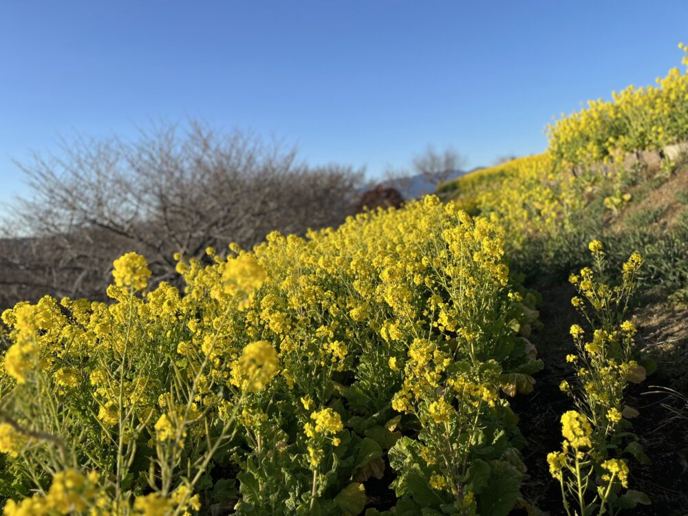 吾妻山公園の菜の花