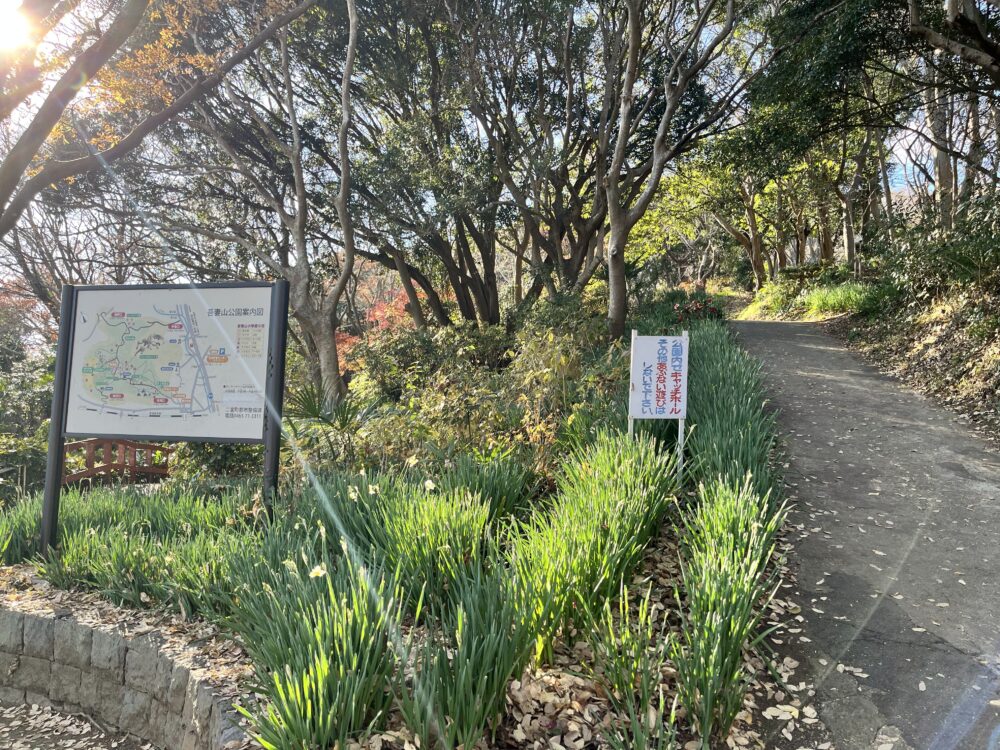 吾妻山公園の水仙