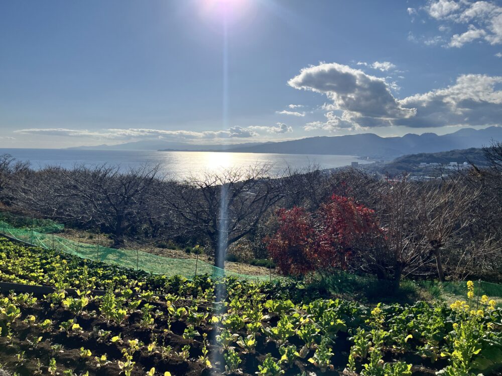 吾妻山山頂の菜の花