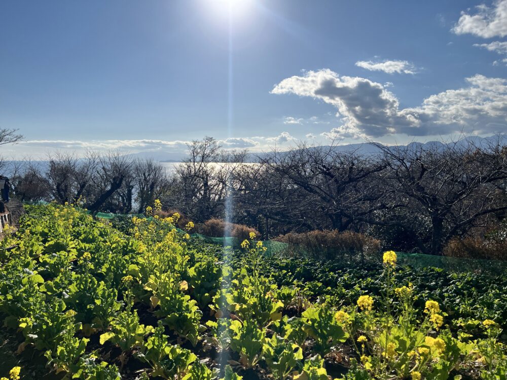 吾妻山山頂の菜の花