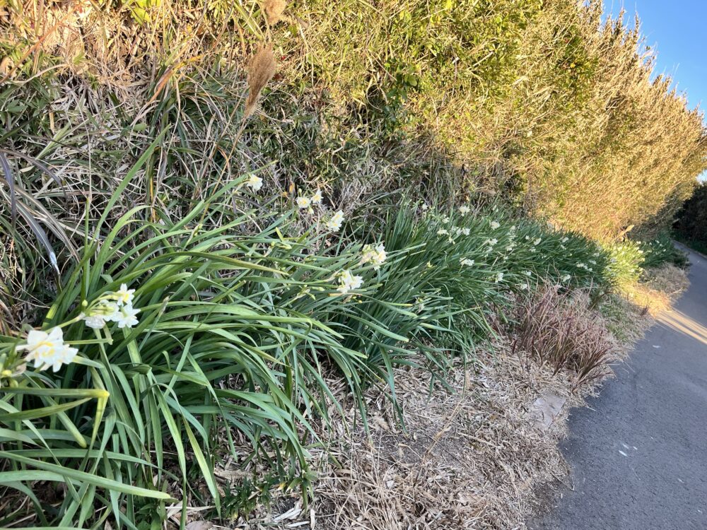 城ヶ島の水仙