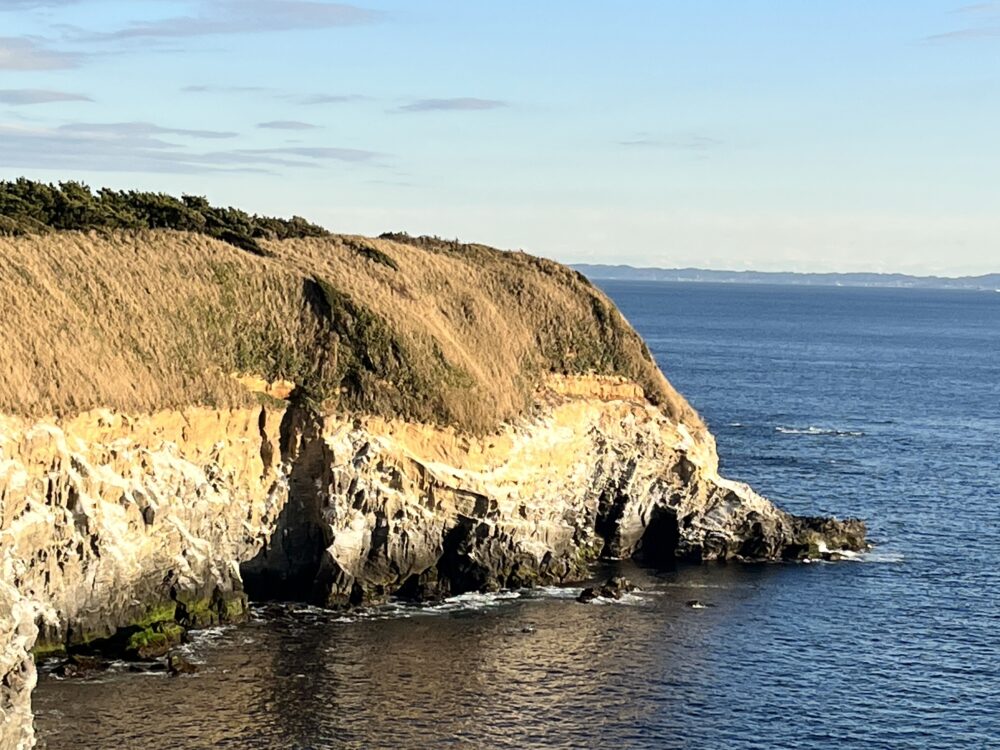 城ヶ島のウミウ